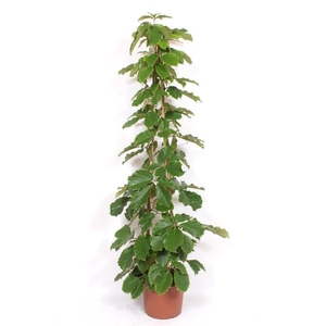 Tetrastigma voinierianum