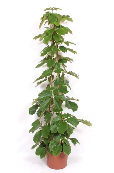 <h4>Tetrastigma voinierianum</h4>