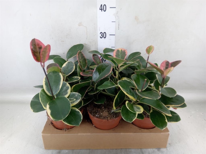 <h4>Hoya australis 'Blondie'</h4>