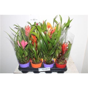 ** Bromelia Gem 8 Srt * Spring Deal *