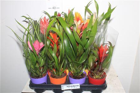 <h4>Bromelia Gem 8 Srt</h4>