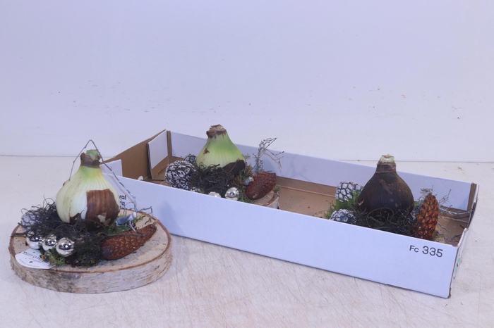 <h4>ARR HIPPEASTRUM</h4>