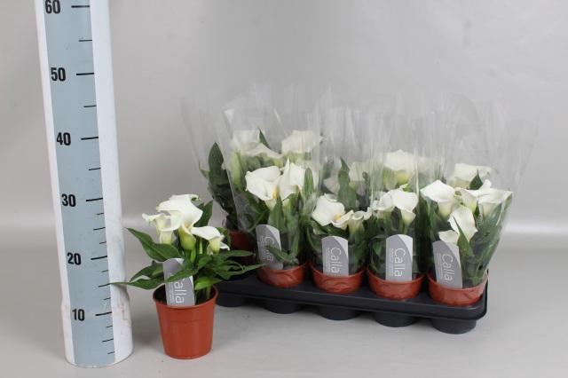 <h4>ZANT CAPT FRESCO</h4>