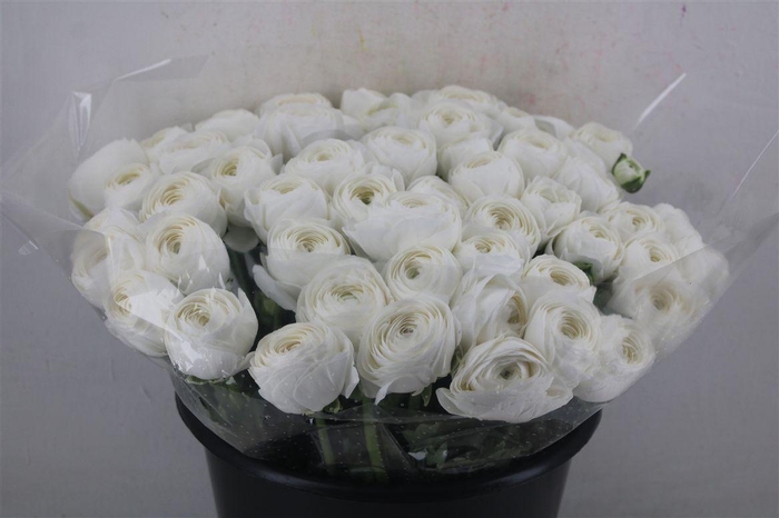 <h4>Ran Cloni Ex Cover</h4>