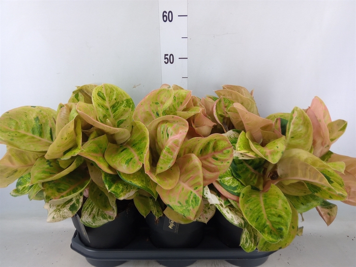 <h4>Aglaonema   ...</h4>