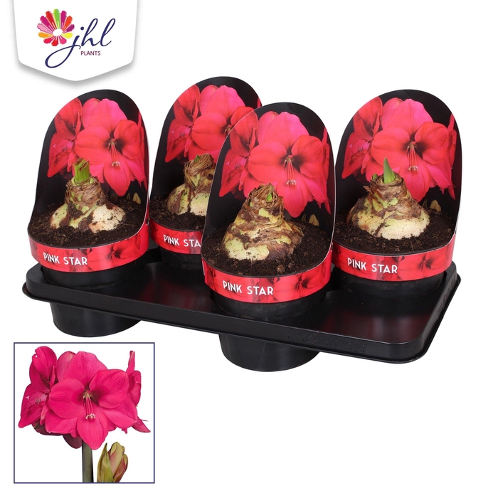 <h4>Amaryllis PINK STAR</h4>