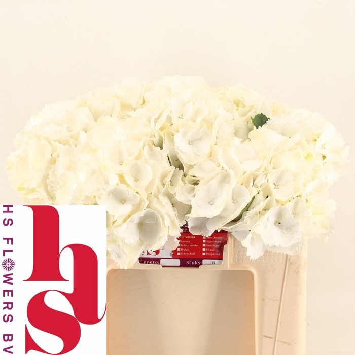 <h4>HYDR M SCHNEEBALL</h4>