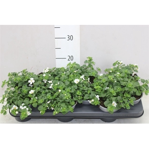 Bacopa White