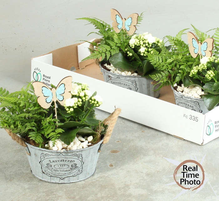 <h4>ARR KAMERPL</h4>