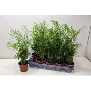 Chamaed Elegans