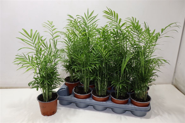 <h4>Chamaed Elegans</h4>