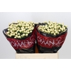 Hypericum Cool Romance
