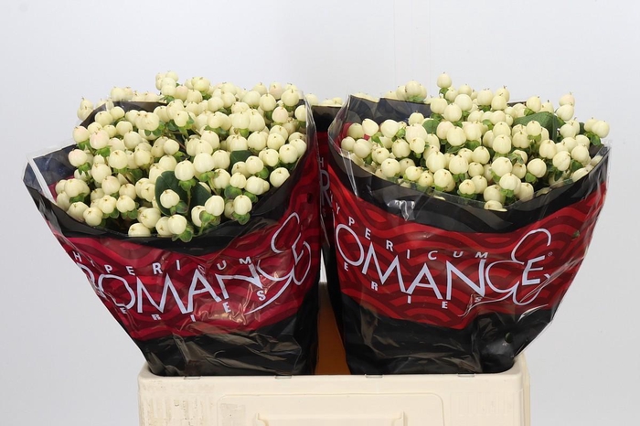 Hypericum Cool Romance