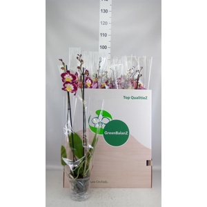 Phalaenopsis   ...mix