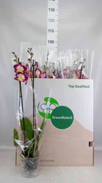 <h4>Phalaenopsis   ...mix</h4>