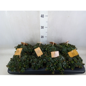 Sedum makinoi 'Tornado'
