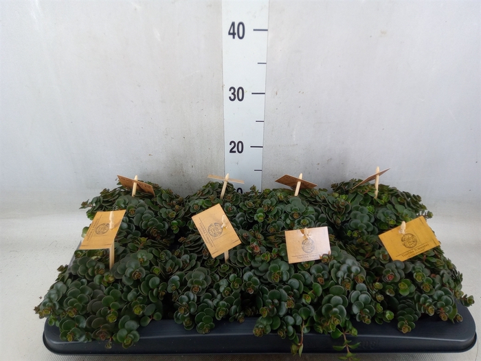 <h4>Sedum makinoi 'Tornado'</h4>