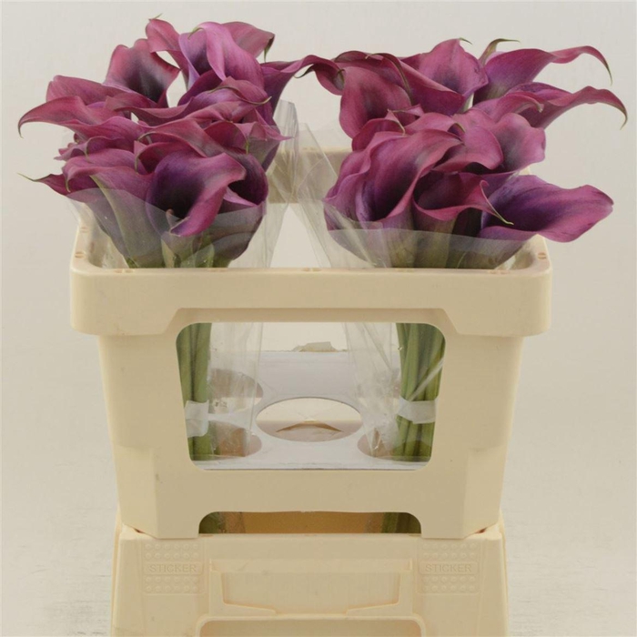 <h4>Calla Dior | Dubbelbloemig</h4>