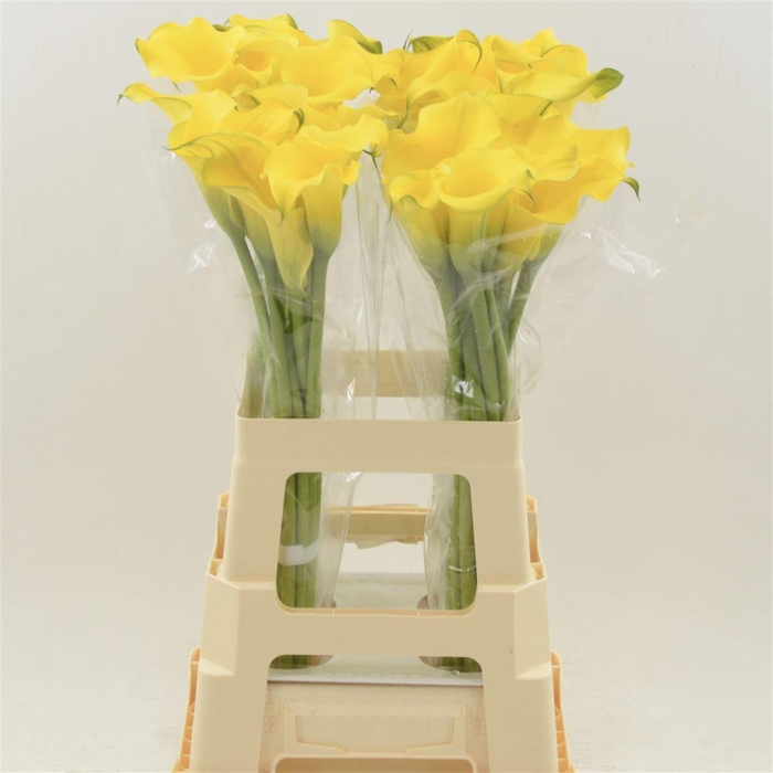 <h4>Calla Monte Carlo</h4>