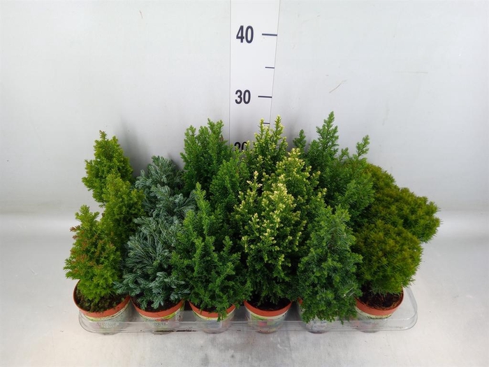 Conifers   ...mix