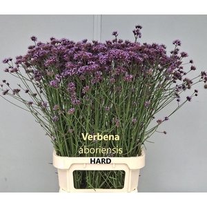 VERBENA HAS P SPIRES