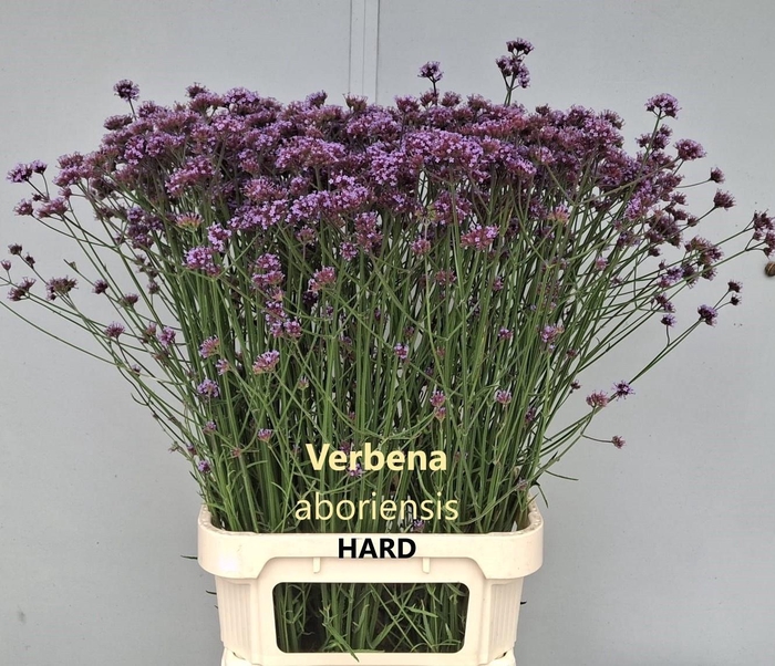 <h4>VERBENA HAS P SPIRES</h4>