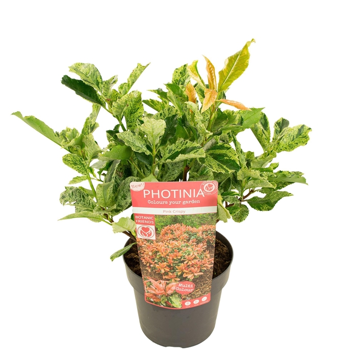 <h4>Photinia ser. 'Pink Crispy' ®</h4>