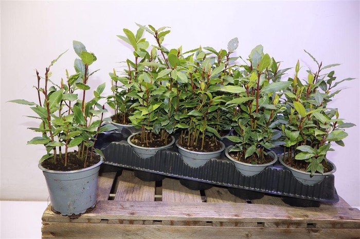 <h4>Lau Nobilis</h4>