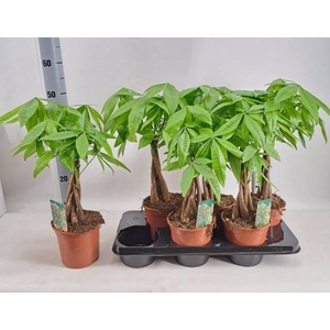 Pachira aquatica 15Ø 55cm