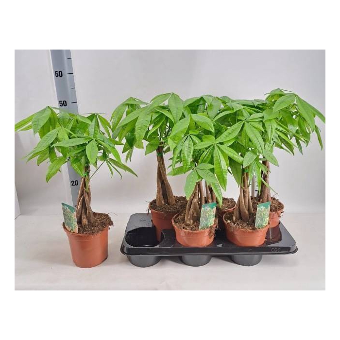<h4>Pachira aquatica 15Ø 55cm</h4>