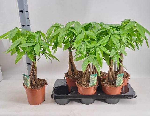 Pachira aquatica 15Ø 55cm