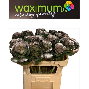 Brassica Champagne 70cm