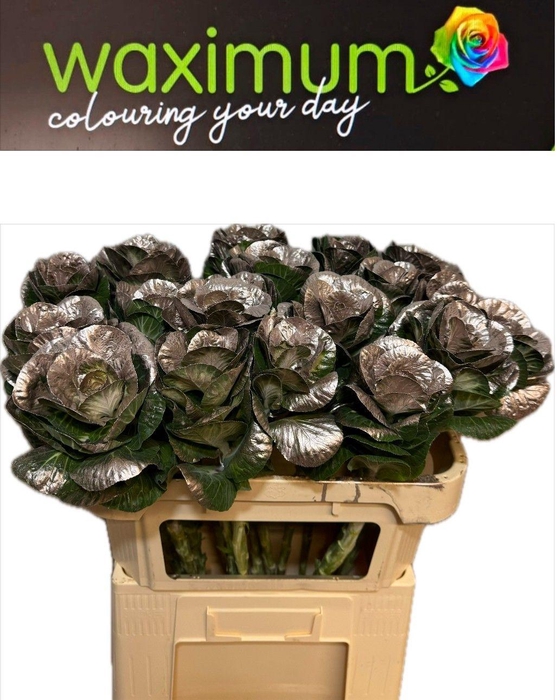 <h4>Brassica Champagne 70cm</h4>