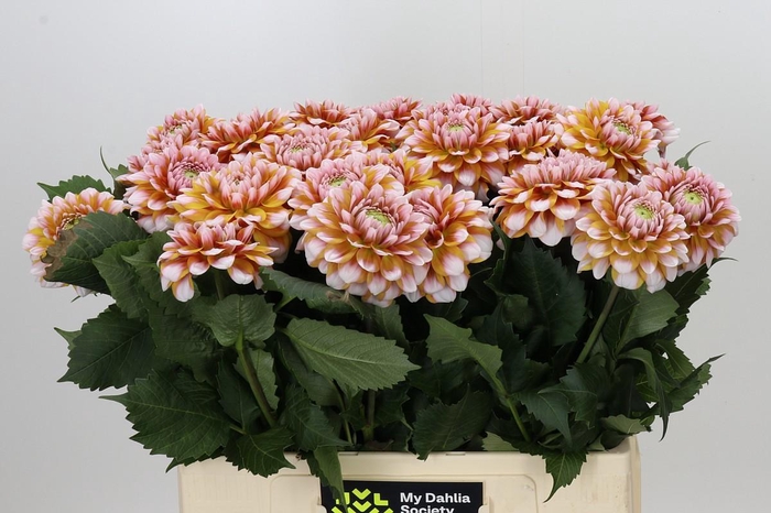 <h4>Dahlia Tangarine Dream</h4>