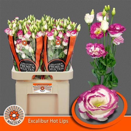 <h4>Eustoma russellianum gevuldbloemig 'Excalibur Hot Lips'</h4>