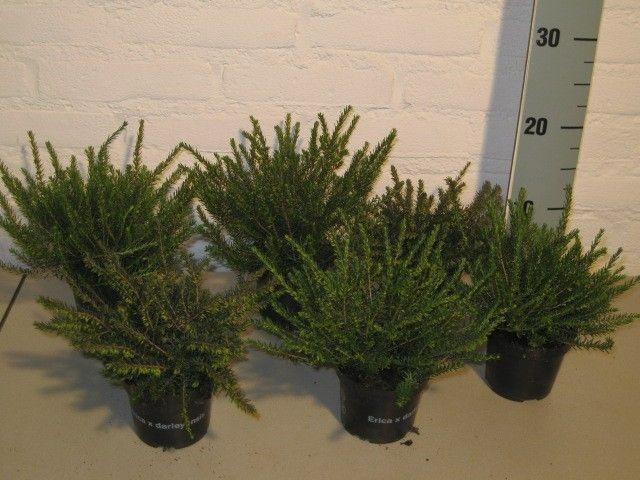 <h4>Erica dar. mix</h4>