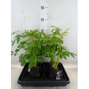 Arr.   Kamerplant Groen H%