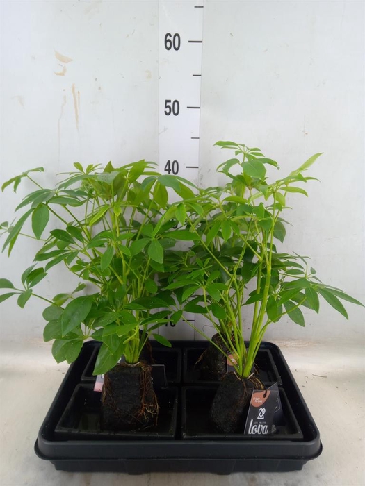 <h4>Arr.   Kamerplant Groen H%</h4>