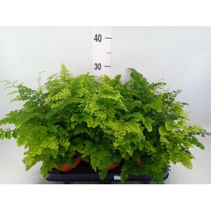 Adiantum raddi. 'Fritz-Luthi'