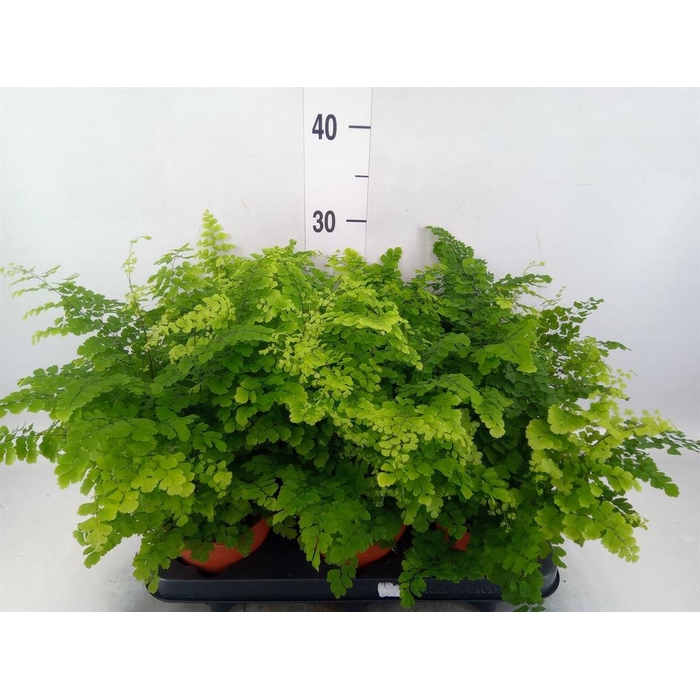 <h4>Adiantum raddi. 'Fritz-Luthi'</h4>