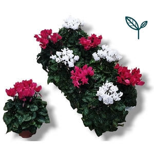 Cyclaam-XL-ROZE / WIT