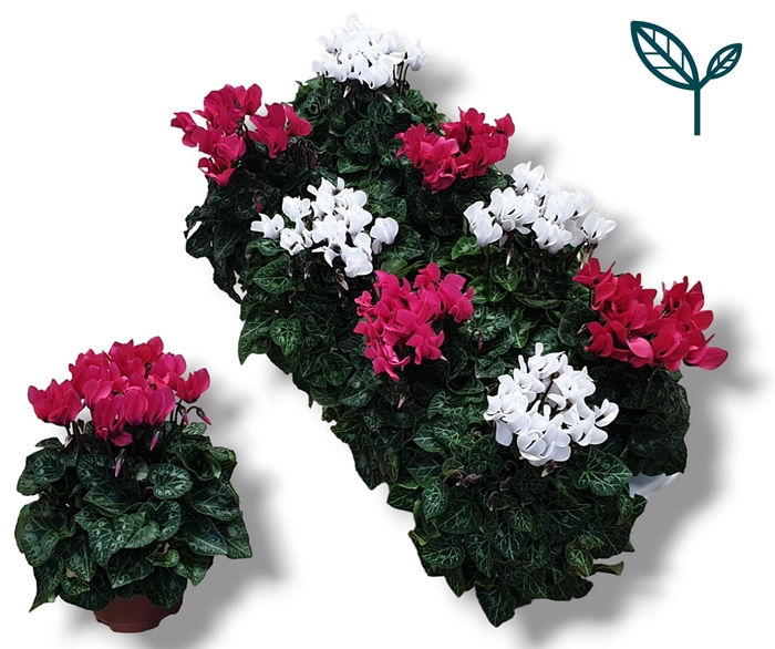 <h4>Cyclaam-ROZE / WIT</h4>