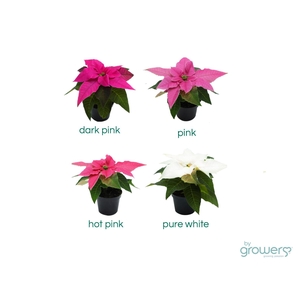 EUPHORBIA PULCHERRIMA  MINI p6 rose z. hoes