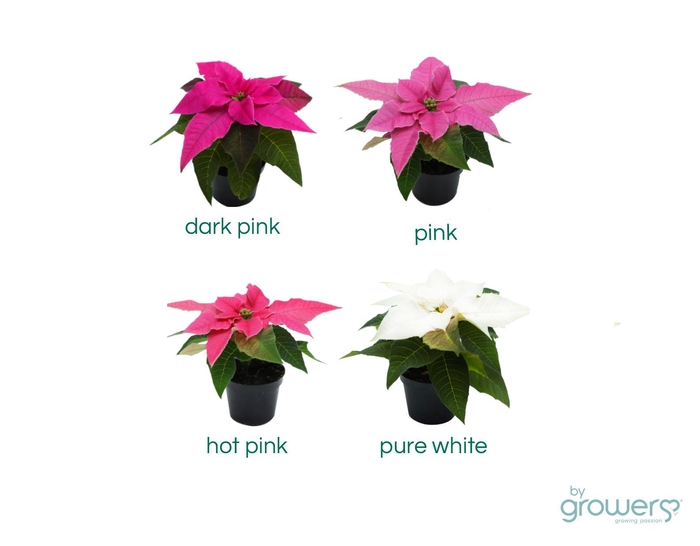 <h4>EUPHORBIA PULCHERRIMA  MINI p6 rose m. hoes</h4>