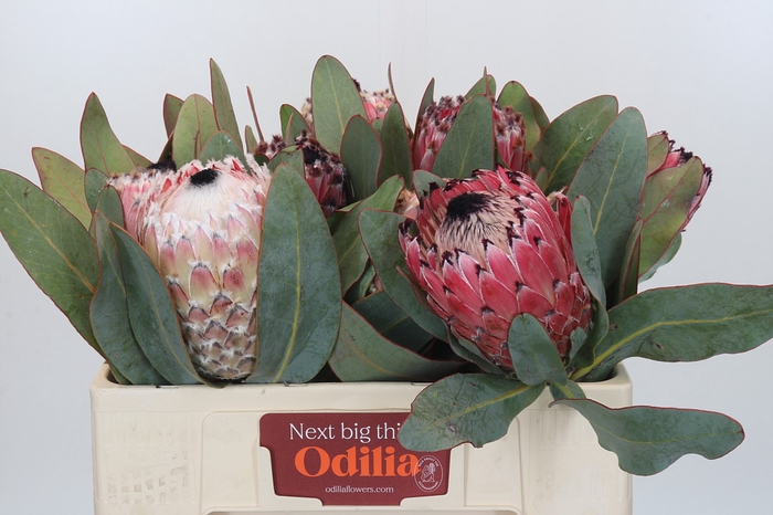 <h4>Protea Barbigera</h4>