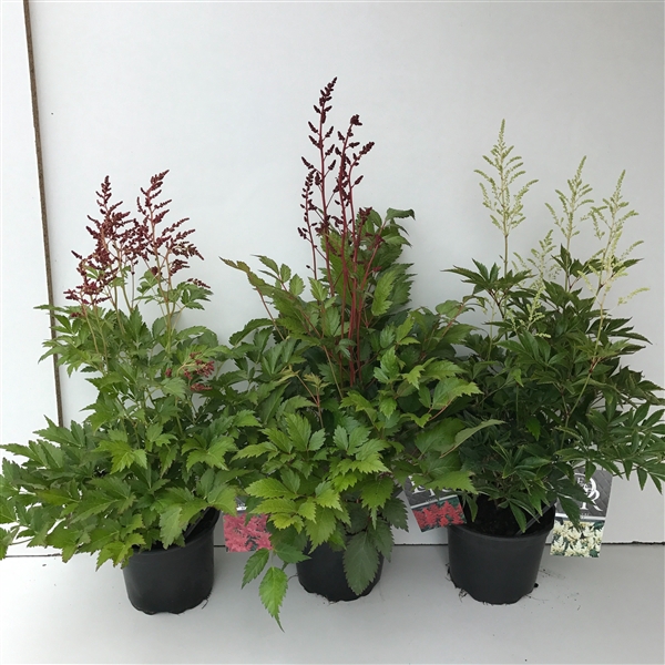 <h4>Astilbe mix (in tray)</h4>
