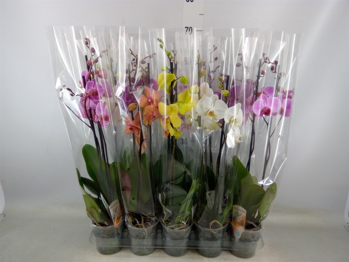 <h4>Phalaenopsis   ...mix  5</h4>