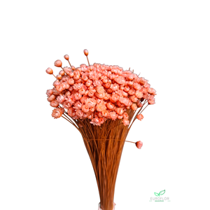 DRIED FLOWERS - GLIXIA PEACH 100GR