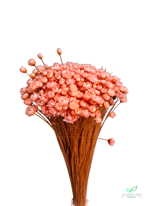 DRIED FLOWERS - GLIXIA PEACH 100GR