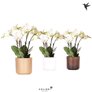 Kolibri Orchids Phalaenopsis Jewel Ghent in Simplicity mix